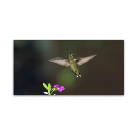 Kurt Shaffer 'The Joy Of Hummingbirds' Canvas Art,12x24
